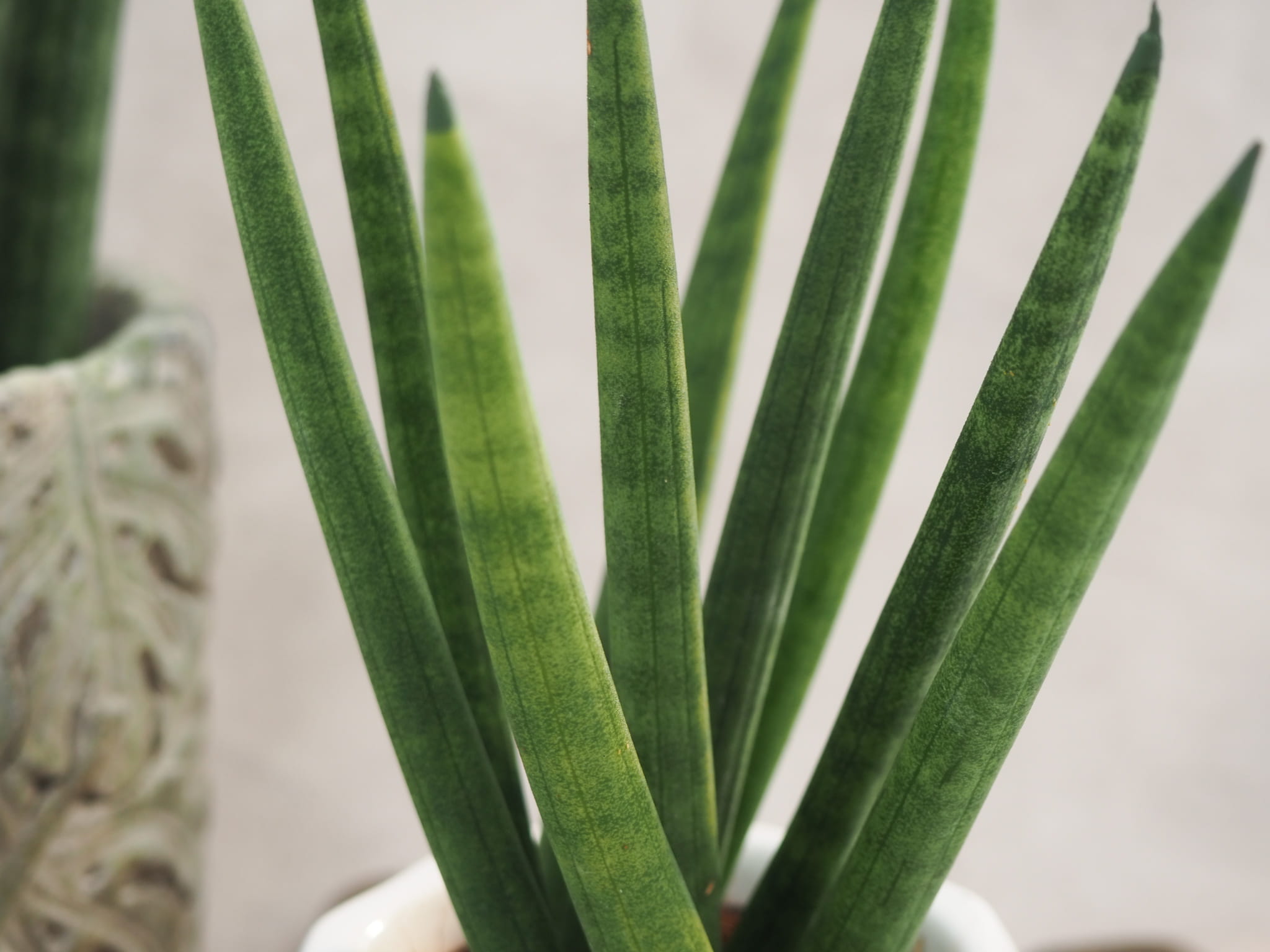 sansevieria cylindrica Spaghetti 15cm megamix.sk